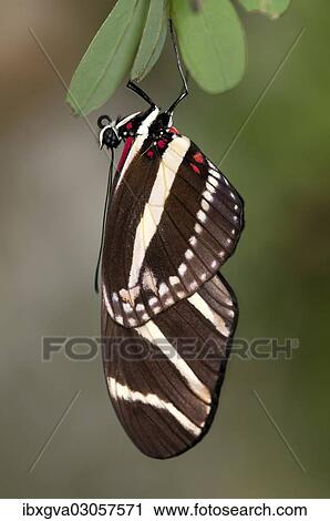 "Zebra Longwing Butterfly (Heliconius charithonia), Kerzers, Switzerland, Europe" View Large Photo Image Stock Image - "Zebra Longwing Butterfly (Heliconius charithonia), Kerzers, Switzerland, Europe". Fotosearch