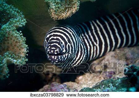 Stock Photo - "Zebra Moray (Gymnomuraena zebra), Gulf of Oman, Oman, Asia". Fotosearch