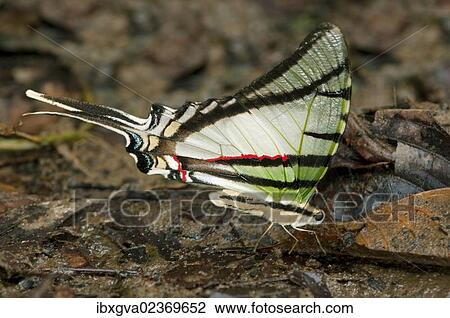 "Zebra Swallowtail Butterfly (Euritides protesilanus, Papilionidae), Tiputini rain forest, Yasuni National Park, Ecuador, South America" View Large Photo Image Stock Image - "Zebra Swallowtail Butterfly (Euritides protesilanus, Papilionidae), Tiputini rain forest, Yasuni National Park, Ecuador, South America". Fotosearch