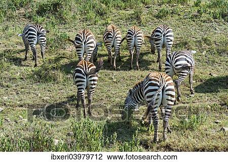 "Zebras (Equus quagga), herd grazing, rear view, Maasai Mara National Reserve, Serengeti, Rift Valley Province, Kenya, Africa" View Large Photo Image Stock Image - "Zebras (Equus quagga), herd grazing, rear view, Maasai Mara National Reserve, Serengeti, Rift Valley Province, Kenya, Africa". Fotosearch