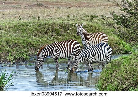 "Zebras (Equus quagga), Maasai Mara National Reserve, Serengeti, Rift Valley Province, Kenya, Africa" View Large Photo Image Stock Photo - "Zebras (Equus quagga), Maasai Mara National Reserve, Serengeti, Rift Valley Province, Kenya, Africa". Fotosearch