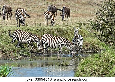 "Zebras (Equus quagga), Maasai Mara National Reserve, Serengeti, Rift Valley Province, Kenya, Africa" View Large Photo Image Stock Photograph - "Zebras (Equus quagga), Maasai Mara National Reserve, Serengeti, Rift Valley Province, Kenya, Africa". Fotosearch