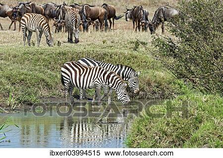 "Zebras (Equus quagga), Maasai Mara National Reserve, Serengeti, Rift Valley Province, Kenya, Africa" View Large Photo Image Stock Photography - "Zebras (Equus quagga), Maasai Mara National Reserve, Serengeti, Rift Valley Province, Kenya, Africa". Fotosearch