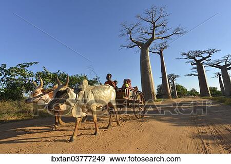 Stock Photo - "Zebu cart, baobabs (Adansonia grandidieri) in the back, Morondava, Madagascar, Africa". Fotosearch