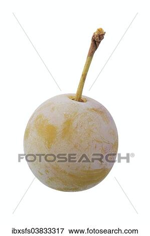 Zibartes View Large Photo Image Stock Photo - Zibartes. Fotosearch