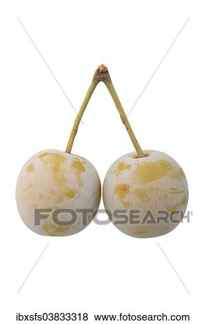 Zibartes View Large Photo Image Stock Photo - Zibartes. Fotosearch