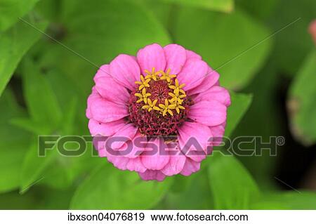 "Zinnia (Zinnia elegans), flower, Germany, Europe" View Large Photo Image Stock Photo - "Zinnia (Zinnia elegans), flower, Germany, Europe". Fotosearch