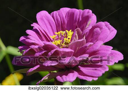 "Zinnia (Zinnia peruviana), pink flower" View Large Photo Image Stock Image - "Zinnia (Zinnia peruviana), pink flower". Fotosearch
