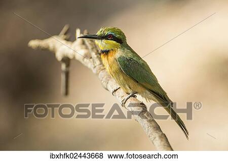 "Zwergspint (Merops pusillus), Mudumu National Park, Caprivi Strip, Namibia, Africa" View Large Photo Image Stock Photo - "Zwergspint (Merops pusillus), Mudumu National Park, Caprivi Strip, Namibia, Africa". Fotosearch