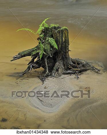 "Zwettlbach brook, Gross Gerungs, Waldviertel region, Lower Austria, Austria, Europe" View Large Photo Image Stock Photo - "Zwettlbach brook, Gross Gerungs, Waldviertel region, Lower Austria, Austria, Europe". Fotosearch