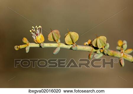 Stock Image - "Zygophyllum retrofactrum, Goegap Nature Reserve, Namaqualand, South Africa, Africa". Fotosearch