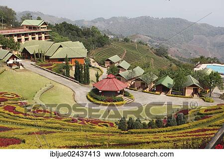 "101 Tea Plantation, Oolong tea plantation in Mae Salong, Santikhiri, 1800 m, Chiang Rai province, northern Thailand, Asia" View Large Photo Image Stock Image - "101 Tea Plantation, Oolong tea plantation in Mae Salong, Santikhiri, 1800 m, Chiang Rai province, northern Thailand, Asia". Fotosearch