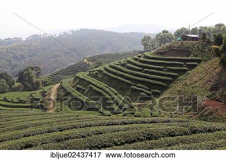 "101 Tea Plantation, Oolong tea plantation in Mae Salong, Santikhiri, 1800 m, Chiang Rai province, northern Thailand, Asia" View Large Photo Image Stock Photo - "101 Tea Plantation, Oolong tea plantation in Mae Salong, Santikhiri, 1800 m, Chiang Rai province, northern Thailand, Asia". Fotosearch