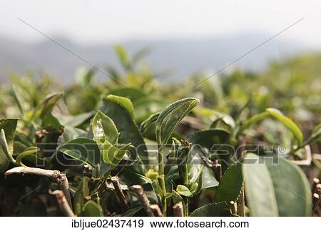 "101 Tea Plantation, Oolong tea plantation in Mae Salong, Santikhiri, 1800 m, Chiang Rai province, northern Thailand, Asia" View Large Photo Image Stock Photo - "101 Tea Plantation, Oolong tea plantation in Mae Salong, Santikhiri, 1800 m, Chiang Rai province, northern Thailand, Asia". Fotosearch