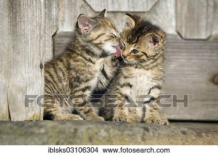 "2 brown tabby kittens sitting in front of a wooden door and grooming each other, Satteldorf, Hohenlohe, Baden-Wurttemberg, Germany, Europe" View Large Photo Image Picture - "2 brown tabby kittens sitting in front of a wooden door and grooming each other, Satteldorf, Hohenlohe, Baden-Wurttemberg, Germany, Europe". Fotosearch