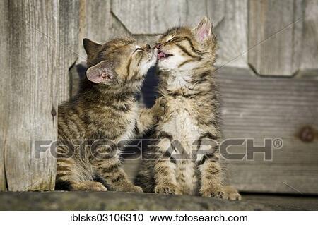 Stock Image - "2 brown tabby kittens sitting in front of a wooden door and grooming each other, Satteldorf, Hohenlohe, Baden-Wurttemberg, Germany, Europe". Fotosearch