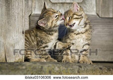 "2 brown tabby kittens sitting in front of a wooden door and grooming each other, Satteldorf, Hohenlohe, Baden-Wurttemberg, Germany, Europe" View Large Photo Image Stock Photograph - "2 brown tabby kittens sitting in front of a wooden door and grooming each other, Satteldorf, Hohenlohe, Baden-Wurttemberg, Germany, Europe". Fotosearch