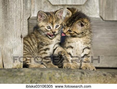 "2 brown tabby kittens sitting in front of a wooden door and grooming each other, Satteldorf, Hohenlohe, Baden-Wurttemberg, Germany, Europe" View Large Photo Image Stock Photography - "2 brown tabby kittens sitting in front of a wooden door and grooming each other, Satteldorf, Hohenlohe, Baden-Wurttemberg, Germany, Europe". Fotosearch