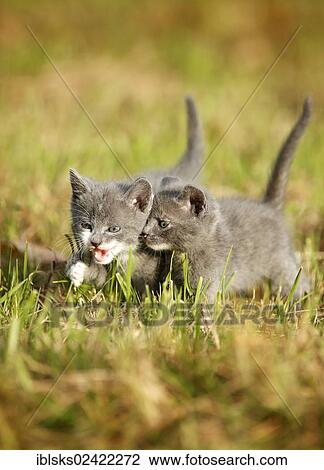 2 young domestic cats, kittens, 6 weeks, gray, walking through a meadow View Large Photo Image Stock Image - 2 young domestic cats, kittens, 6 weeks, gray, walking through a meadow. Fotosearch