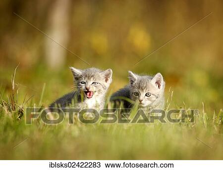 2 young domestic cats, kittens, 6 weeks, light gray mackerel, sitting in a meadow View Large Photo Image Stock Image - 2 young domestic cats, kittens, 6 weeks, light gray mackerel, sitting in a meadow. Fotosearch