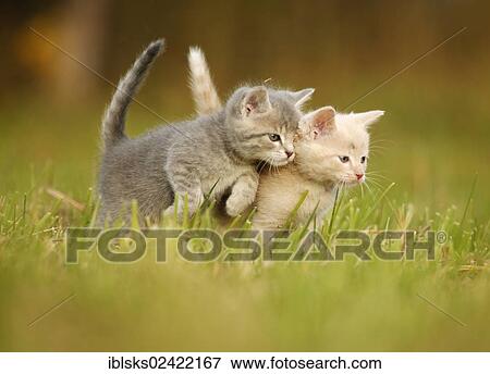 2 young domestic cats, kittens, 6 weeks, playing in a meadow View Large Photo Image Stock Photo - 2 young domestic cats, kittens, 6 weeks, playing in a meadow. Fotosearch