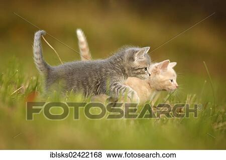 2 young domestic cats, kittens, 6 weeks, walking across a meadow View Large Photo Image Stock Photo - 2 young domestic cats, kittens, 6 weeks, walking across a meadow. Fotosearch