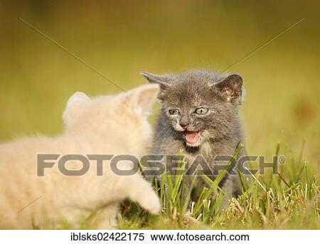 Stock Photography - 2 young domestic cats, kittens, 6 weeks, playing on a meadow. Fotosearch