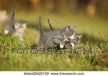 3 domestic cats, kittens, 6 weeks, gray, walking across a meadow View Large Photo Image Stock Photo - 3 domestic cats, kittens, 6 weeks, gray, walking across a meadow. Fotosearch