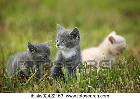 3 young domestic cats, kittens, 6 weeks, playing on a meadow View Large Photo Image Stock Image - 3 young domestic cats, kittens, 6 weeks, playing on a meadow. Fotosearch