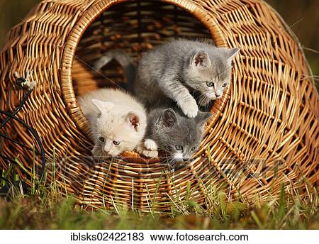 3 young domestic cats, kittens, 6 weeks, looking out of a transport basket View Large Photo Image Stock Image - 3 young domestic cats, kittens, 6 weeks, looking out of a transport basket. Fotosearch