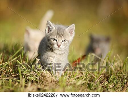 3 young domestic cats, kittens, 6 weeks, walking across a meadow View Large Photo Image Stock Photo - 3 young domestic cats, kittens, 6 weeks, walking across a meadow. Fotosearch
