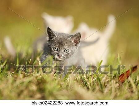 3 young domestic cats, kittens, 6 weeks, walking across a meadow View Large Photo Image Stock Photo - 3 young domestic cats, kittens, 6 weeks, walking across a meadow. Fotosearch
