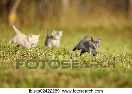 3 young domestic cats, kittens, 6 weeks, walking across a meadow View Large Photo Image Stock Photo - 3 young domestic cats, kittens, 6 weeks, walking across a meadow. Fotosearch