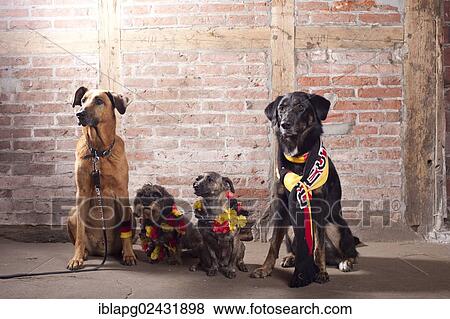 "4 dogs wearing outfits in the German national colours, black, red and gold" View Large Photo Image Stock Photo - "4 dogs wearing outfits in the German national colours, black, red and gold". Fotosearch
