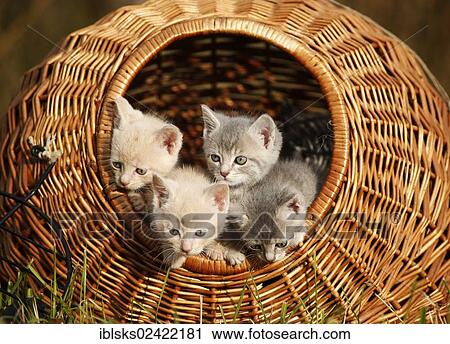 4 young domestic cats, kittens, 6 weeks, looking out of a transport basket View Large Photo Image Stock Image - 4 young domestic cats, kittens, 6 weeks, looking out of a transport basket. Fotosearch