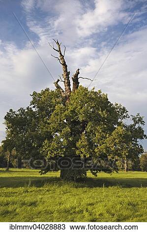 Stock Image - "650-year-old oak on the floodplain meadows in summer, Middle Elbe Biosphere Reserve, Dessau-Rosslau, Saxony-Anhalt, Germany, Europe". Fotosearch