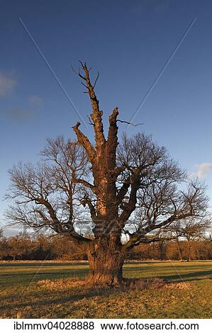 "650-year-old oak on the floodplain meadows in wintry evening light, Middle Elbe Biosphere Reserve, Dessau-Rosslau, Saxony-Anhalt, Germany, Europe" View Large Photo Image Stock Photo - "650-year-old oak on the floodplain meadows in wintry evening light, Middle Elbe Biosphere Reserve, Dessau-Rosslau, Saxony-Anhalt, Germany, Europe". Fotosearch