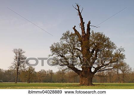 "650-year-old oak on the floodplain meadows in early spring, Middle Elbe Biosphere Reserve, Dessau-Rosslau, Saxony-Anhalt, Germany, Europe" View Large Photo Image Stock Photo - "650-year-old oak on the floodplain meadows in early spring, Middle Elbe Biosphere Reserve, Dessau-Rosslau, Saxony-Anhalt, Germany, Europe". Fotosearch
