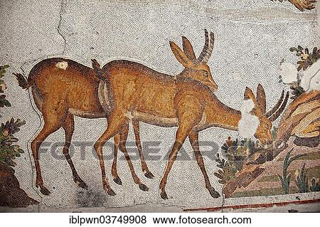 "6th century Byzantine Roman mosaic of deer, from the peristyle of the Great Palace from the reign of Emperor Justinian I, UNESCO World Heritage Site, Istanbul, Turkey, Asia" View Large Photo Image Stock Photo - "6th century Byzantine Roman mosaic of deer, from the peristyle of the Great Palace from the reign of Emperor Justinian I, UNESCO World Heritage Site, Istanbul, Turkey, Asia". Fotosearch