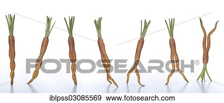 Stock Photo - "7 dancing carrots, Germany, Europe". Fotosearch