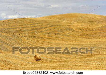 "A bale of straw, harvested wheat fields, landscape near Radicofani and Monte Amiata, province of Siena and Grosseto, Tuscany, Italy, Europe" View Large Photo Image Stock Image - "A bale of straw, harvested wheat fields, landscape near Radicofani and Monte Amiata, province of Siena and Grosseto, Tuscany, Italy, Europe". Fotosearch