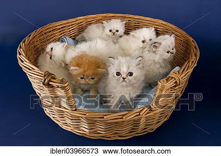 Stock Image - "A basket full of Persian kittens, 5 weeks". Fotosearch