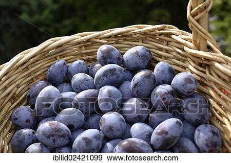 A basket full of plums View Large Photo Image Stock Photo - A basket full of plums. Fotosearch