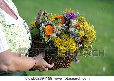 Stock Photo - "A basket with herbs, Feast of the Assumption, Bad Heilbrunn, Upper Bavaria, Bavaria, Germany, Europe". Fotosearch
