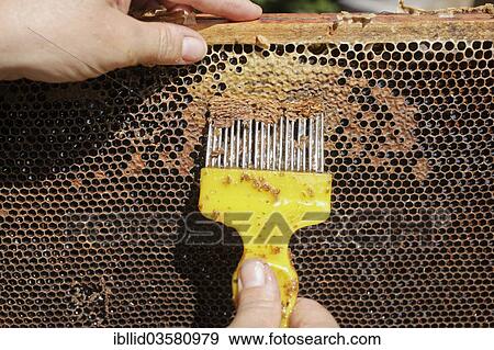 Stock Photo - "A beekeeper is uncapping the honeycomb from wax, before the extraction of honey". Fotosearch