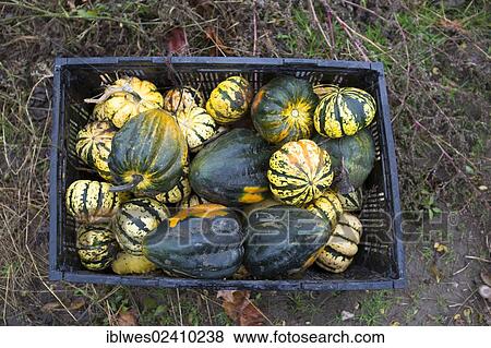 "A bin of squash, collected for those in need by volunteers gleaning a farmer's field; the produce is distributed to soup kitchens, food banks, and shelters by a nonprofit organization, Forgotten Harvest, Ray, Michigan, USA" View Large Photo Image Stock Photo - "A bin of squash, collected for those in need by volunteers gleaning a farmer's field; the produce is distributed to soup kitchens, food banks, and shelters by a nonprofit organization, Forgotten Harvest, Ray, Michigan, USA". Fotosearch