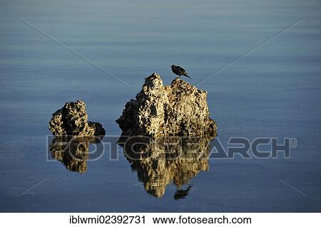 "A bird and shore flies (Ephydra hians), Tufa Rocks, calc-tuff rock formations, Mono Lake, a saline soda lake, South Tufa Area, Mono Basin and Range region, Sierra Nevada, California, USA" View Large Photo Image Stock Image - "A bird and shore flies (Ephydra hians), Tufa Rocks, calc-tuff rock formations, Mono Lake, a saline soda lake, South Tufa Area, Mono Basin and Range region, Sierra Nevada, California, USA". Fotosearch