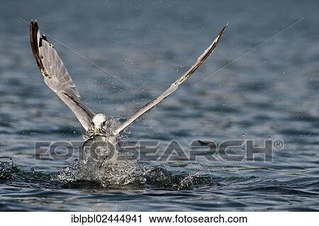 "A Black-legged Kittiwake (Rissa tridactyla) feeds on herring, Gulf of Alaska, Alaska, United States, North America" View Large Photo Image Stock Image - "A Black-legged Kittiwake (Rissa tridactyla) feeds on herring, Gulf of Alaska, Alaska, United States, North America". Fotosearch