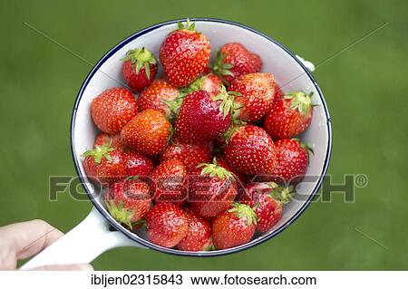 A bowl of ripe strawberries (Fragaria) View Large Photo Image Stock Image - A bowl of ripe strawberries (Fragaria). Fotosearch