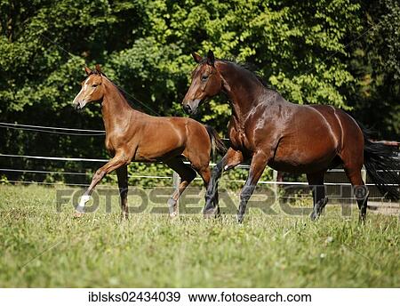 "A brown mare with a foal, Baden-Wuerttemberg breed, galloping across a meadow" View Large Photo Image Stock Photo - "A brown mare with a foal, Baden-Wuerttemberg breed, galloping across a meadow". Fotosearch